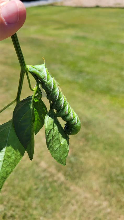 Unwanted visitor... Found this big guy in my peppers today. He ate half ...