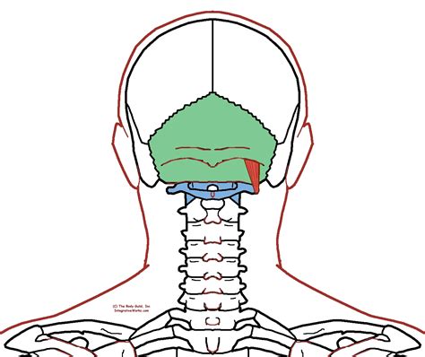 Suboccipital muscles - Functional Anatomy - Integrative Works