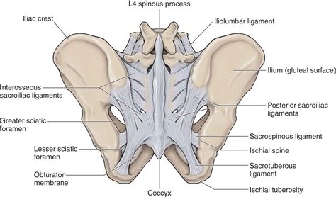 Posterior Sacroiliac Ligament