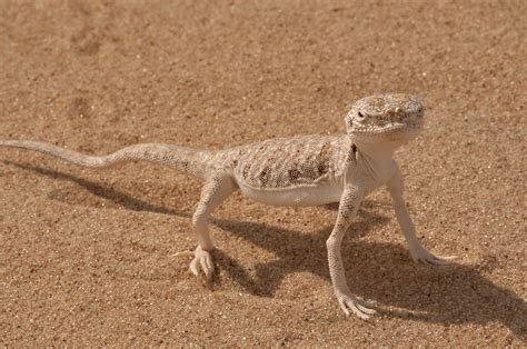 Small Lizard in the Arabian Desert