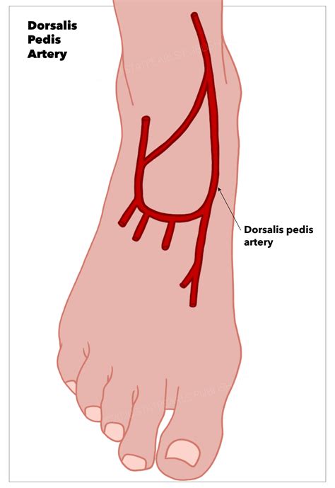 Anatomy, Bony Pelvis and Lower Limb: Foot Dorsalis Pedis Artery ...