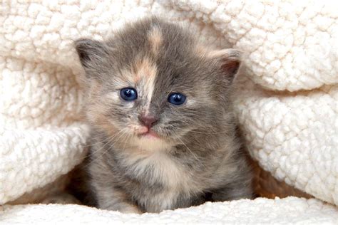 Dilute Tortie Cat: Facts, Genetics, Health & FAQs (With Pictures!)