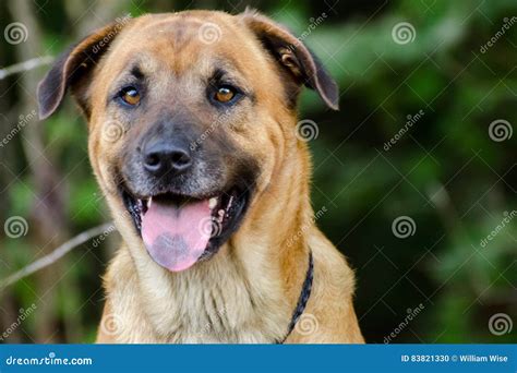 German Shepherd Mastiff Mix