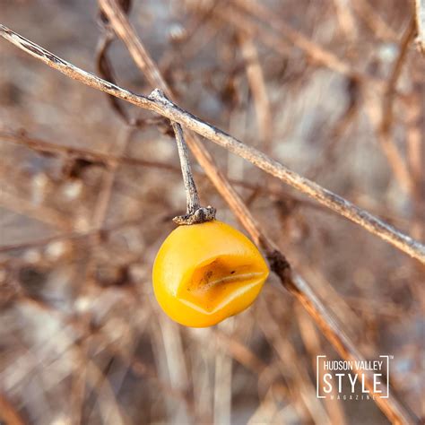 A Winter Morning Walk in Bowdoin Park: An Experience of Serene Beauty ...
