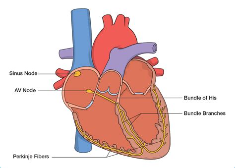 Heart Diagram Labeled Sa Node