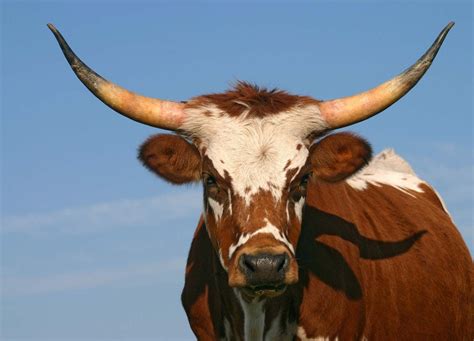 TIL that for cattle, a male is first a Bull Calf and grows into a Bull ...