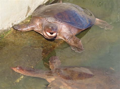 The fascinating Florida Softshell Turtle - Reason and Nature