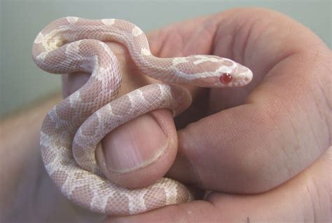 Full Grown Albino Corn Snake