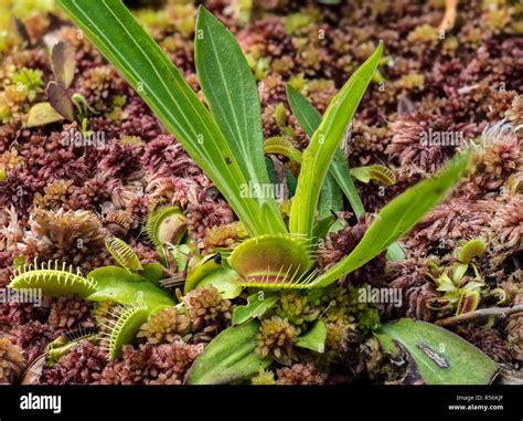 Green swamp north carolina hi-res stock photography and images - Alamy