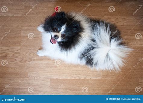 Black And White Pomeranian Puppy