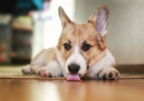 Why Do Dogs Lick Floors And Carpet at Lori Chambers blog