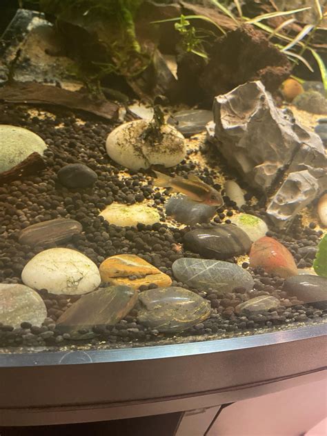 Cory gold line gills look red, anything to worry about : r/PlantedTank