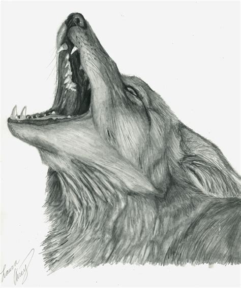 Howling Coyote Drawing at PaintingValley.com | Explore collection of ...