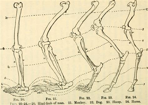Fantastic Feet - C.S.W.D