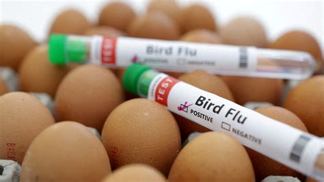 Iowa sees another avian influenza outbreak. What is the risk to humans?