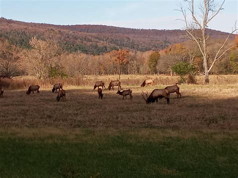 Elk in Arkansas : pics