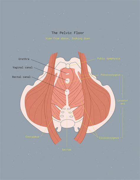 The pelvic floor – Artofit