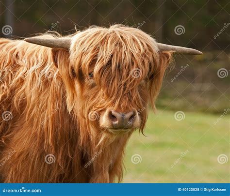 Long Haired Cows