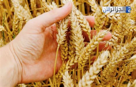 Algeria Launches Tenders for Wheat and Barley Imports - DZWatch