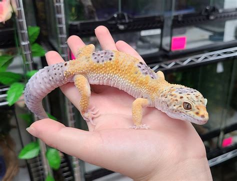 Leopard Gecko Lifespan (How Long do They Live in Captivity, Wild) - YIHY