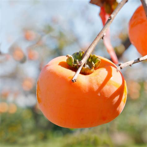 Japanese Persimmon Singapore | Hachiya Persimmons Japan - SKC Fruits