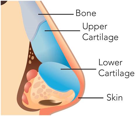 The Nose Knows our Sinuses - Lompoc Valley Medical Center