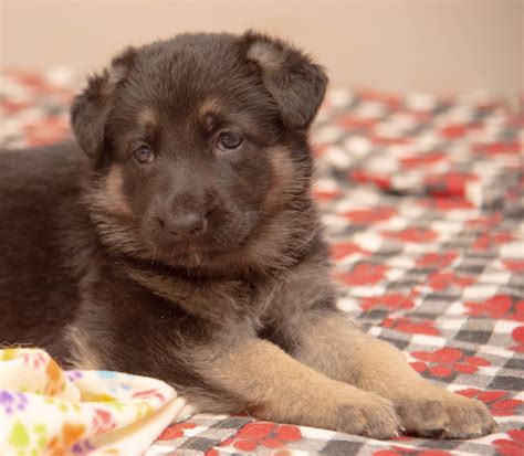 Light Brown German Shepherd Puppies