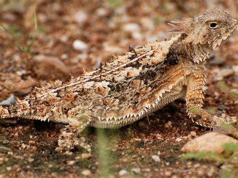 What Are Horned Lizards Predators at Dan Washington blog