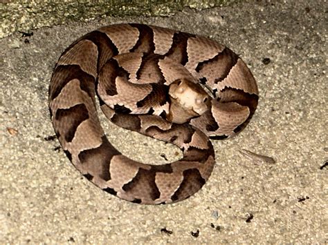 Baby Northern Copperhead
