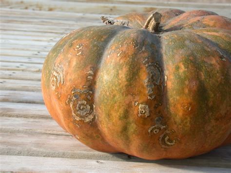 Gummy stem blight/black rot of Pumpkin | Purdue University Vegetable ...