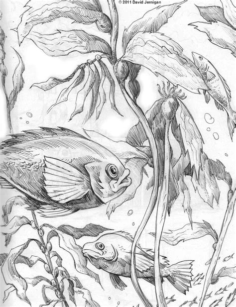 Kelp Drawing at GetDrawings | Free download