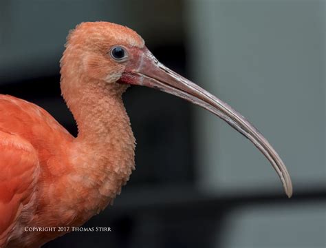 Photographing Birds Using Slower Shutter Speeds