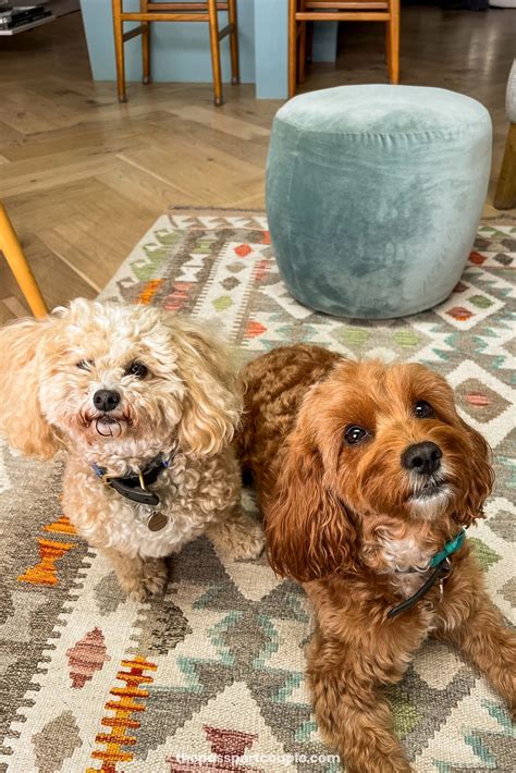 Our Comprehensive TrustedHousesitters Review - The Passport Couple