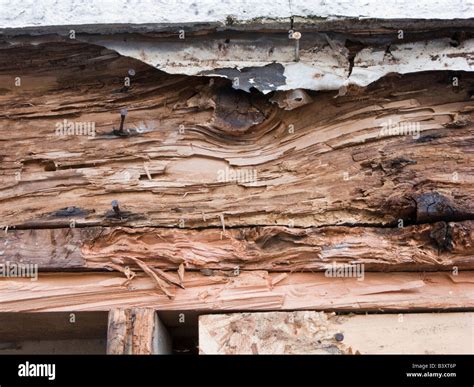 Carpenter Ant Damage