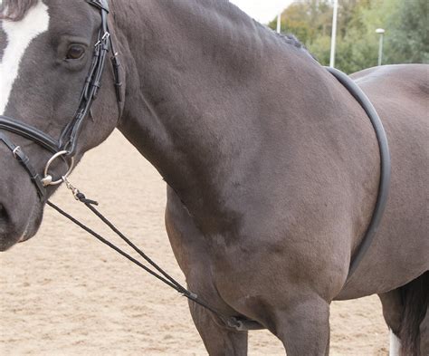 Horse Lunging Equipment | Lungeing | Longeing | The Saddlery Shop