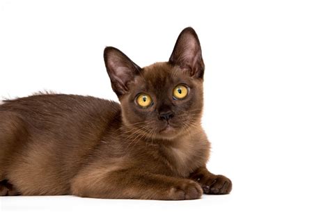 Brown Cat Breeds