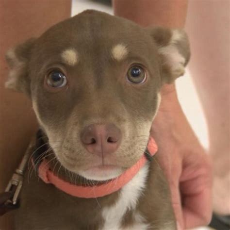 Husky Pitbull Mix Puppies Brown