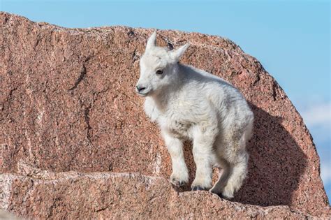 Mountain Goat Kid