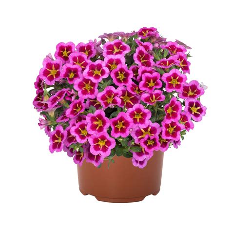 Tik Tok® Rose 2024 - Products - Dümmen Orange