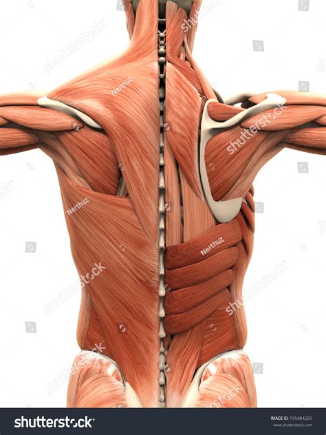 62,558 Human Back Anatomy Images, Stock Photos & Vectors | Shutterstock