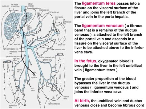 PPT - Anatomy and Functions of the Liver: The Body’s Largest Gland PowerPoint Presentation - ID ...