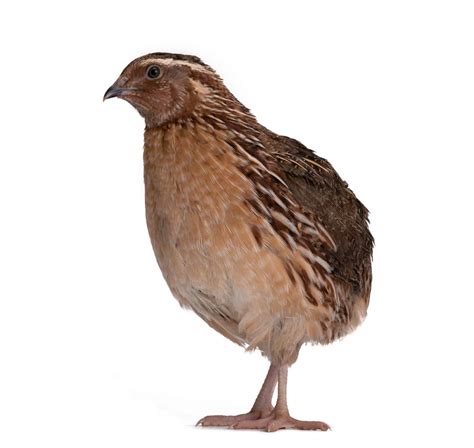 Coturnix Quail: A Real Alternative To Raising Chickens » Heritage Acres Market LLC
