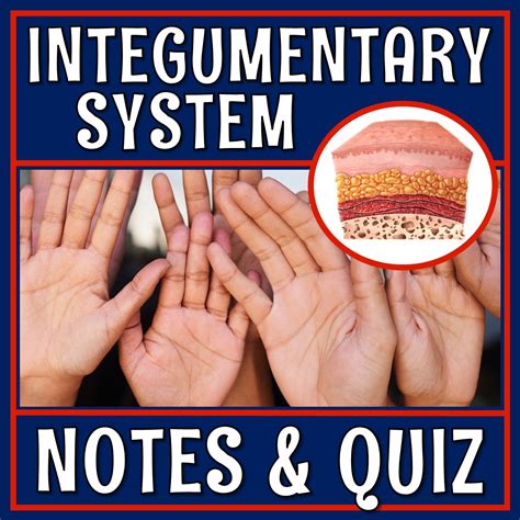 Skin and Integumentary System Notes and Quiz - Flying Colors Science