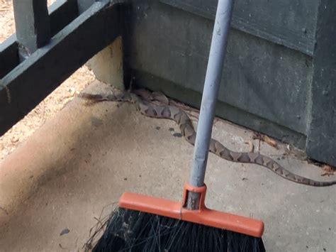 Is this a Copperhead? North Carolina : r/snakes