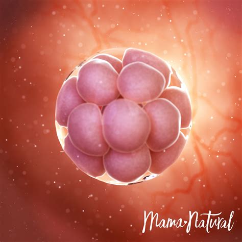 3 Weeks Pregnant - Pregnancy Week-by-Week