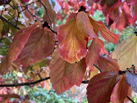 Parrotia persica — Friends of the Botanical Gardens Sheffield