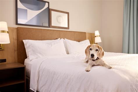 Extended Stay Pet-Friendly Hotels | Staybridge Suites Indianapolis ...