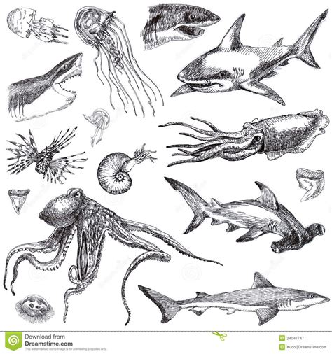 Sea creatures art, Animal drawings, Sea creatures drawing