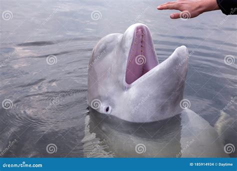 Are Beluga Whales Friendly