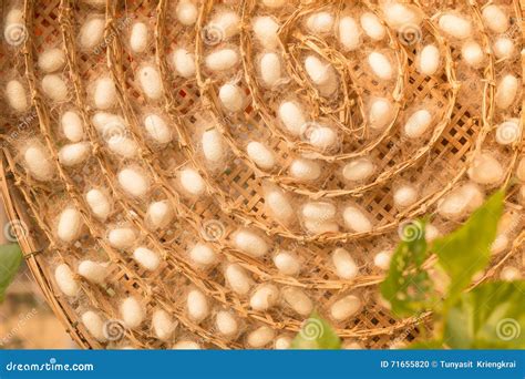 Group of Silk Worm Cocoons Nests Stock Photo - Image of pattern ...